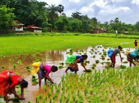 घेर-बाड़ योजना को केंद्र से 25 करोड़, 44 हजार किसानों को मिला फायदा..