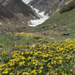 हर्षिल घाटी में छिपा है पर्यटन का खजाना, बुग्याल-ताल और वॉटरफॉल अब भी उपेक्षित..