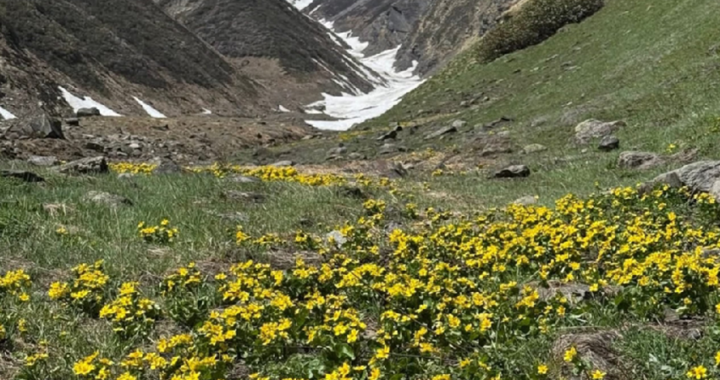हर्षिल घाटी में छिपा है पर्यटन का खजाना, बुग्याल-ताल और वॉटरफॉल अब भी उपेक्षित..